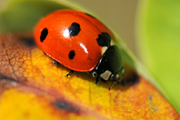 Coccinella septempunctata